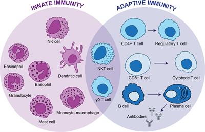 Overcoming limitations for antibody-based therapies targeting γδ T (Vg9Vd2) cells
